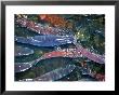 Migrating Salmon, Washington, Usa by William Sutton Limited Edition Print