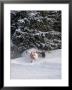 A Snowmobiler Spins Through Deep Powder by Taylor S. Kennedy Limited Edition Print