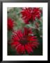 Bee Balm Plants, Whose Flowers Draw Hummingbirds And Bees by Sam Abell Limited Edition Print