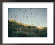 Mexican Free-Tailed Bats Emerge From Their Caves To Hunt by Walter Meayers Edwards Limited Edition Print