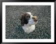 The Head Of A Dog Balancing A Dog Biscuit Upon Its Nose by Joel Sartore Limited Edition Print