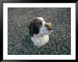 The Head Of A Dog Balancing A Dog Biscuit Upon Its Nose by Joel Sartore Limited Edition Print