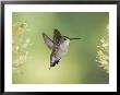 Black-Chinned Hummingbird In Flight Feeding On Texas Buckeye, Uvalde County, Hill Country by Rolf Nussbaumer Limited Edition Print