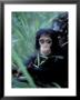 Infant Chimpanzee, Gombe National Park, Tanzania by Kristin Mosher Limited Edition Print