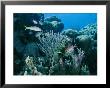 Reef Scene On Bonaire Island by George Grall Limited Edition Print