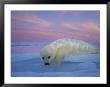 A Whitecoat Harp Seal Rests On The Ice Under A Colorful Twilight Sky by Brian J. Skerry Limited Edition Print