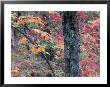 Forest Landscape And Fall Colors On Deciduous Trees, Lake Superior National Forest, Minnesota, Usa by Gavriel Jecan Limited Edition Print