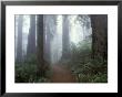 Damnation Trail In Fog, Redwoods State Park, Del Norte, California, Usa by Darrell Gulin Limited Edition Print