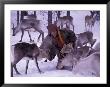 Farmer Feeds Reindeer, Lappland, Finland by Nik Wheeler Limited Edition Pricing Art Print