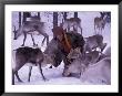 Farmer Feeds Reindeer, Lappland, Finland by Nik Wheeler Limited Edition Print