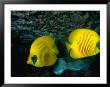 A Pair Of Masked Butterflyfish (Chaetodon Semilarvatus), Red Sea, Egypt by Casey Mahaney Limited Edition Print