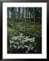 A Cluster Of Daisies And Aspen Trees Outside Of Telluride, Colorado by Taylor S. Kennedy Limited Edition Print