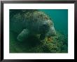 A Florida Manatee Chews On A Carrot In The Crystal River by Joel Sartore Limited Edition Pricing Art Print