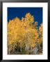 A Forest Changes Color As The Aspen Trees Turn Golden In Autumn by Taylor S. Kennedy Limited Edition Print