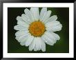 Close-Up Of Daisy With Dew Drops by Brian Gordon Green Limited Edition Print