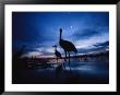 Sandhill Cranes Roost On The Platte River At Twilight by Joel Sartore Limited Edition Pricing Art Print