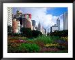 Flowered Park On S Michigan Ave, Chicago, Il by Mark Segal Limited Edition Print