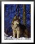 Gray Wolf, Canis Lupus by Robert Franz Limited Edition Print