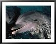 Bottlenose Dolphins, Dolphin Reef, Red Sea by Jeff Rotman Limited Edition Print