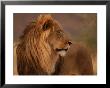 Male Lion, Namibia, South Africa by Keith Levit Limited Edition Pricing Art Print