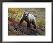 Grizzly Bear, Denali National Park, Alaska by Hal Gage Limited Edition Print
