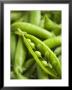 Pea Pods, One Open by Greg Elms Limited Edition Print