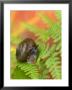 Snail On Fern In Fall, Adirondacks, New York, Usa by Nancy Rotenberg Limited Edition Print