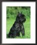 Black Miniature Schnauzer by Petra Wegner Limited Edition Print