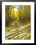 Aspen, Dirt Road, Kebler Pass, Colorado, Usa by Darrell Gulin Limited Edition Print