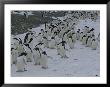A Group Of Adelie Penguins Walking Along A Snowy Path by Gordon Wiltsie Limited Edition Pricing Art Print