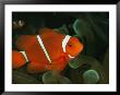 A Brilliant, Flourescent-Orange Spine-Cheeked Clownfish (Premnas Biaculeatus) by Wolcott Henry Limited Edition Pricing Art Print