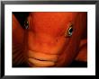 A Close-Up Of A Tangerine-Colored Garibaldi Fish by Wolcott Henry Limited Edition Print