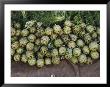 Artichokes And Greens Arranged On Burlap by Bill Curtsinger Limited Edition Print