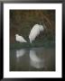 A Wood Stork And A Snowy Egret Standing At Waters Edge by Joel Sartore Limited Edition Print