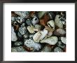 Stones And Shells At Beach, Close View, Jasmund National Park by Norbert Rosing Limited Edition Print