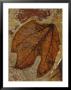 A Fossilized Sassafras Leaf by Jonathan Blair Limited Edition Pricing Art Print