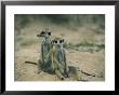 Meerkats Pose For The Camera by Nicole Duplaix Limited Edition Print