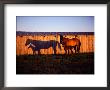 Mare And Her Foal Near A Barn by Sam Abell Limited Edition Pricing Art Print