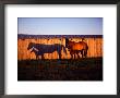 Mare And Her Foal Near A Barn by Sam Abell Limited Edition Print