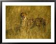 A Cheetah Yawns At The Camera by Beverly Joubert Limited Edition Print