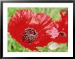 Papaver Vesuvius, Red Flower With Anthers by Lynn Keddie Limited Edition Print