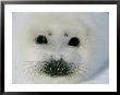 The Face Of A Baby Harp Seal In The Fat Whitecoat Stage by Brian J. Skerry Limited Edition Print