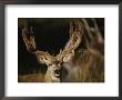 A Buck With His Antlers In Velvet by Dr. Maurice G. Hornocker Limited Edition Print