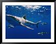 A Close View Of A Gray Reef Shark by Bill Curtsinger Limited Edition Print
