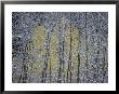Snow-Covered Branches Of A Stand Of Aspen Trees Make A Lacy, Web-Like Pattern by Paul Chesley Limited Edition Print