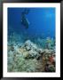 Diver Explores Coral And Marine Life In The Red Sea by Peter Carsten Limited Edition Print