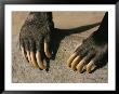 Close-Up Of The Claws Of A Malayan Sun Bear by Roy Toft Limited Edition Pricing Art Print