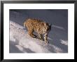 Bobcat Prowls Over The Snow by Dr. Maurice G. Hornocker Limited Edition Print