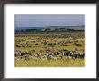 Herds Of Zebra And Wildebeest On The Serengeti by Skip Brown Limited Edition Print