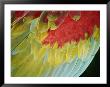 A Close View Of The Wing Of A Macaw by Stephen St. John Limited Edition Print